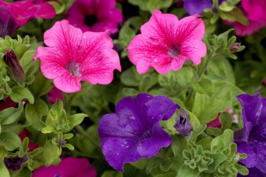 Çiçekli petunya bitkisine yakın durun.