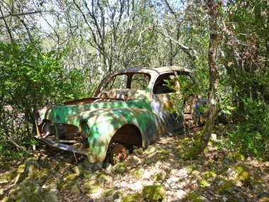 Terk edilmiş bir araba paslı ve büyümüş bir ormanda terk bitki örtüsü ile