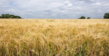 Bir tarlada olgunlaşmış buğday neredeyse hasat için hazır.