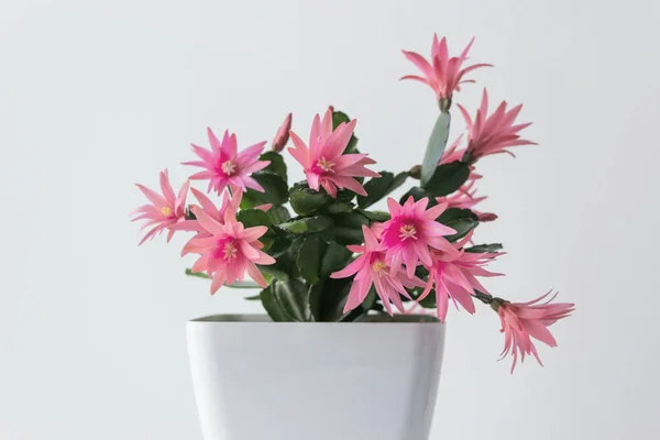 Rode Pasen Cactusbloem Pot — Stockfoto