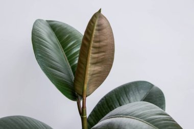 Beyaz duvarlı Ficus elastica ağacı
