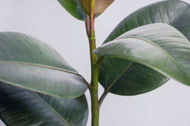 Beyaz duvarlı Ficus elastica ağacı