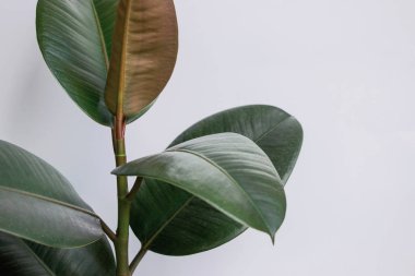 Beyaz duvarlı Ficus elastica ağacı