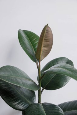 Beyaz duvarlı Ficus elastica ağacı