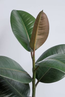 Beyaz duvarlı Ficus elastica ağacı