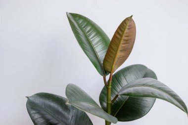 Beyaz duvarlı Ficus elastica ağacı