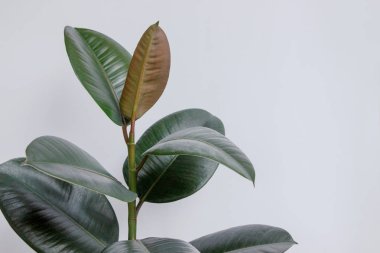 Beyaz duvarlı Ficus elastica ağacı