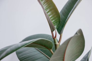 Beyaz duvarlı Ficus elastica ağacı