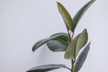 Beyaz duvarlı Ficus elastica ağacı