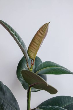 Beyaz duvarlı Ficus elastica ağacı