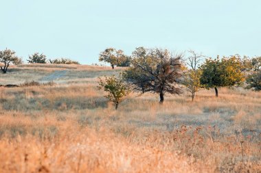 kapadokya bitkiler ile peyzaj