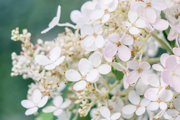 Цветущие Цветки Гортензии Дождем — стоковое фото
