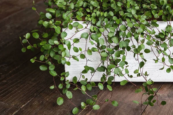 maidenhair vine plant in white pot