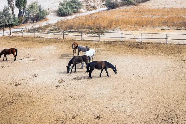 Horse Ranch Cappadocia — Stock Photo, Image