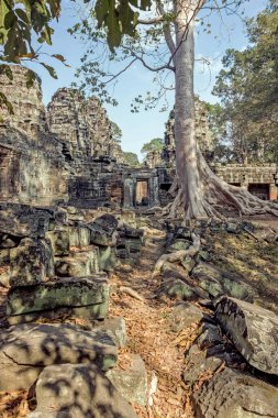 Angkor Wat ormanda Ta Prohm tapınak