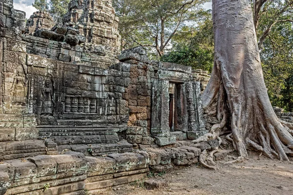 Prohm Temple Djungeln Angkor Wat — Stockfoto