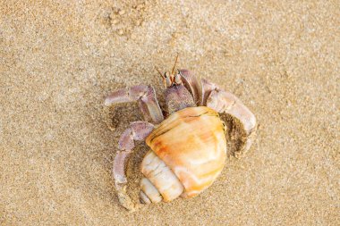 sahilde hermit yengeç yakın