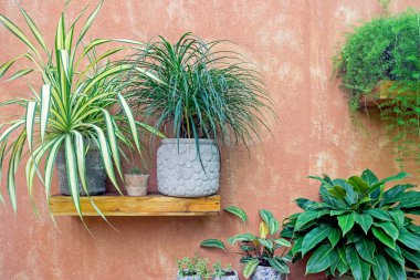 kil duvarlı tencerede yeşil bitkiler 