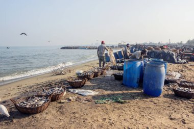 Negombo, Sri Lanka - 25 Şubat 2019: Negombo'daki plaj balık pazarında çalışan balıkçı