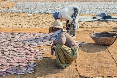 Negombo, Sri Lanka - 25 Şubat 2019: Negombo'daki plaj balık pazarında çalışan balıkçı