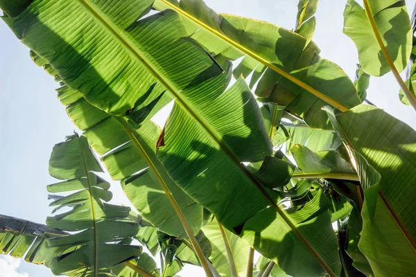 Daun Pisang Hijau Dengan Langit Biru — Stok Foto