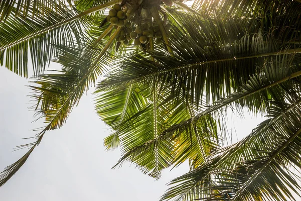 Kokospalmer Sky Med Solsken — Stockfoto