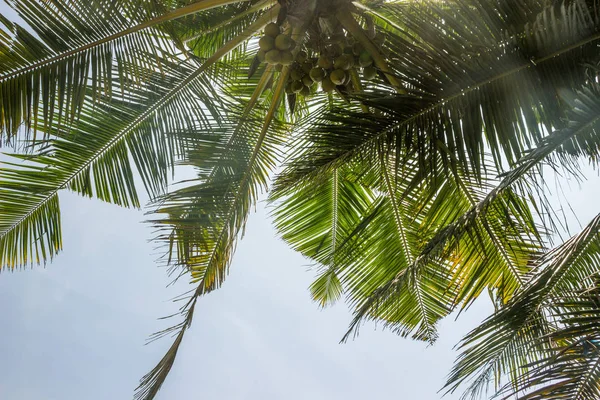 햇빛과 하늘에 코코넛 — 스톡 사진