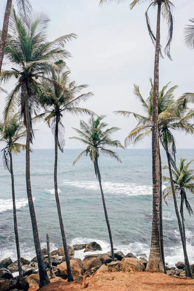 Havsutsikt Coconut Tree Hill — Stockfoto