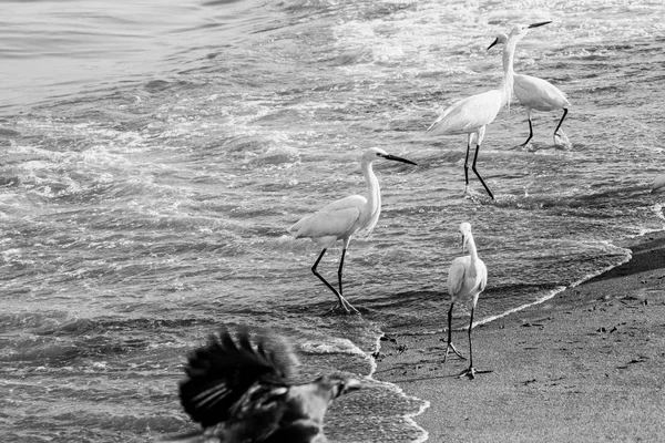 Seidenreiher Strand — Stockfoto