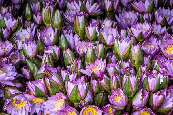 Bunga Teratai Pasar Untuk Ibadah — Stok Foto