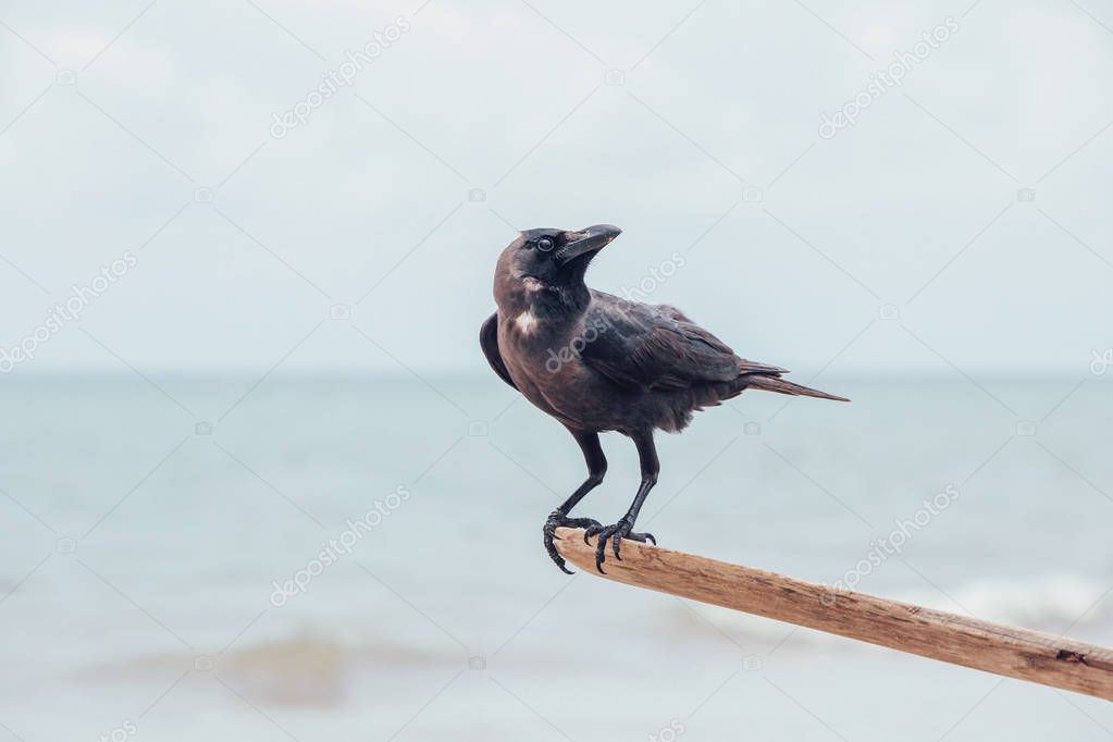 close up of a raven on beach