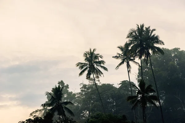 coconut trees on hill in fog