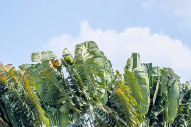 Mavi gökyüzünde muz ağacı yaprakları