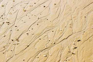 kabukları ile plajda soyut doku