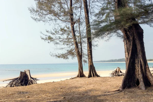 Tayland nai yang plajda ağaçlar