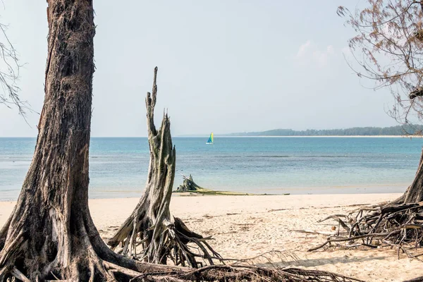 Träd Nai Yang Beach Thailand — Stockfoto