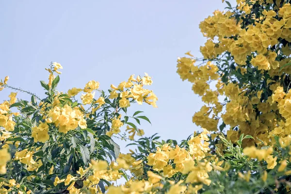 Yellow Elder Flower Bush Blue Sky — 스톡 사진