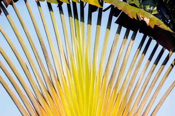 Banana tree leaves in blue sky