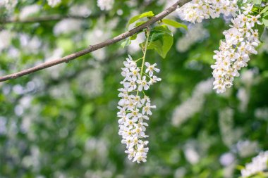 bahçede çiçek açan kuş kiraz ağacı