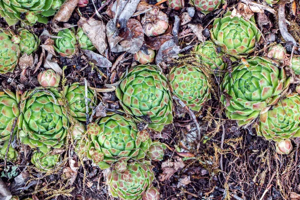 Wild Growing Sempervivum Plants — Stock Photo, Image