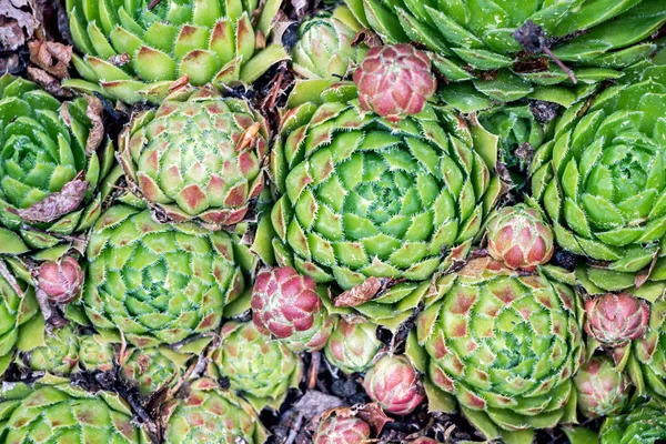 Tanaman Sempervivum Tumbuh Liar — Stok Foto