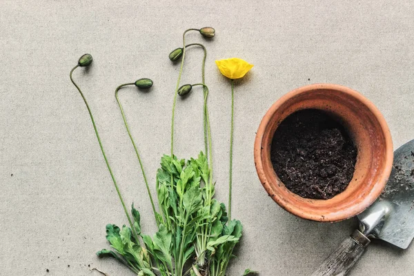 ガーデニングツール付きケシの花の植物 — ストック写真