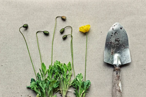 Tanaman Bunga Poppy Dengan Alat Berkebun — Stok Foto