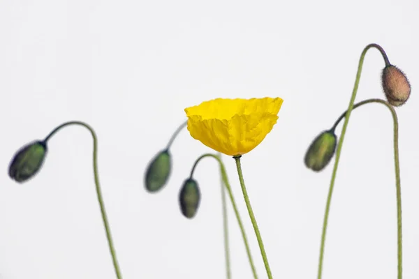 yellow poppy flower on white background