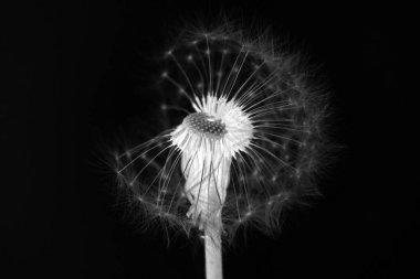 Siyah arkaplanda karahindiba