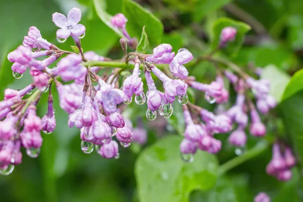 Blühende Violette Syringa Blume — Stockfoto