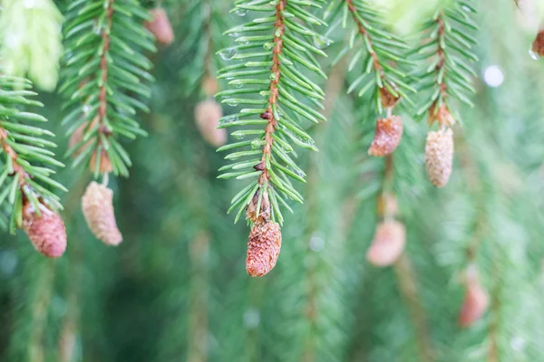 Red Pine Tree Flower Branch — Stock Photo, Image