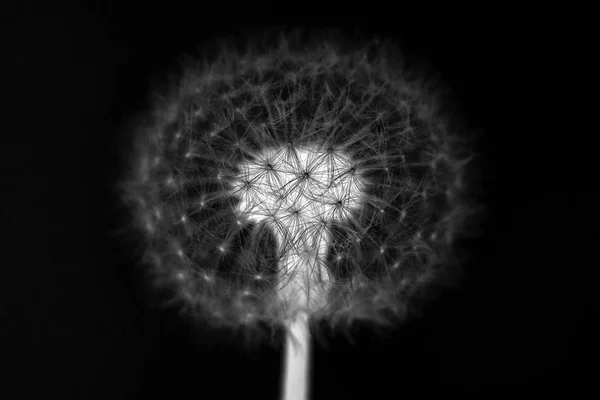 Dandelion Black Background — Stock Photo, Image