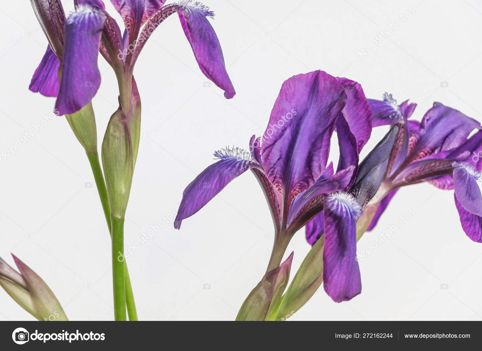 Iris Flor Sobre Fondo Blanco: fotografía de stock © ccelia7280 #272162244 | Depositphotos Iris Flor Sobre Fondo Blanco: fotografía de stock © ccelia7280 #272162244 | Depositphotos