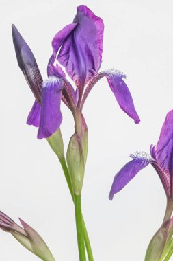 İris çiçeği beyaz zemin üzerine